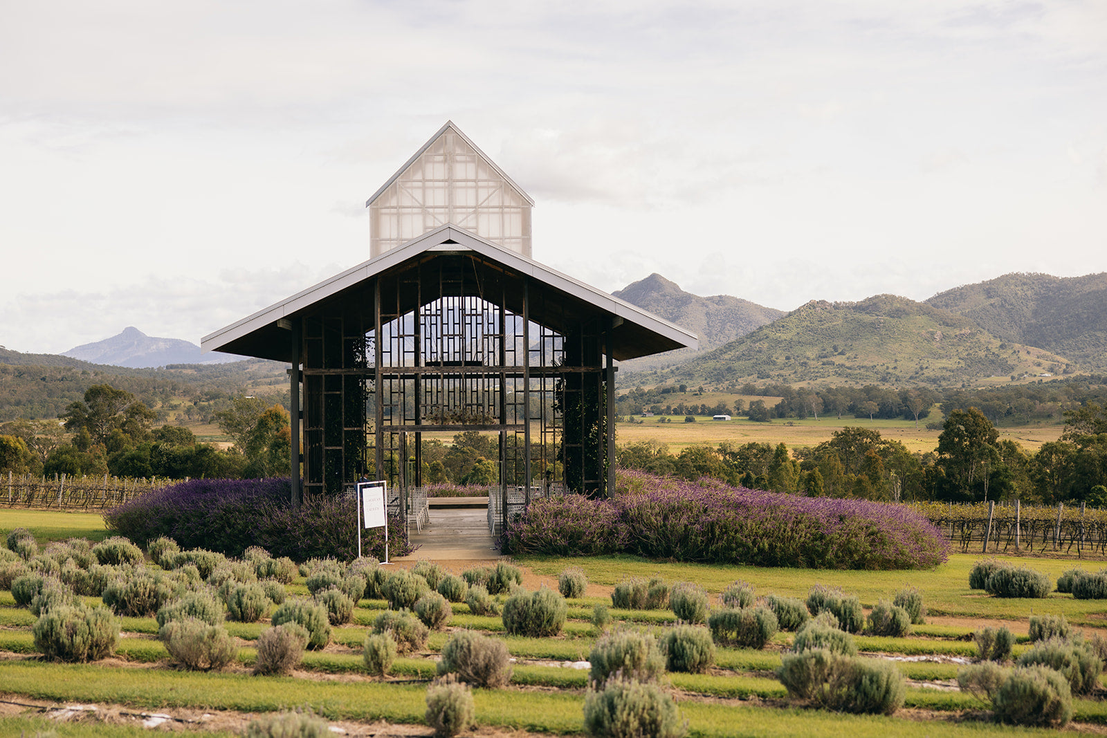 Lauren and Lachlan's Kooroomba Lavender Farm Wedding