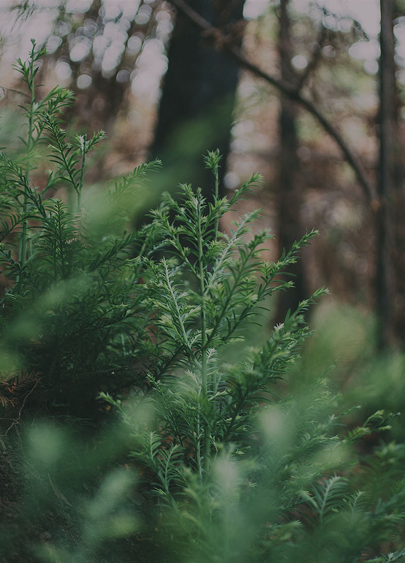 Let's get planting. Tree Update - 2331 Trees!