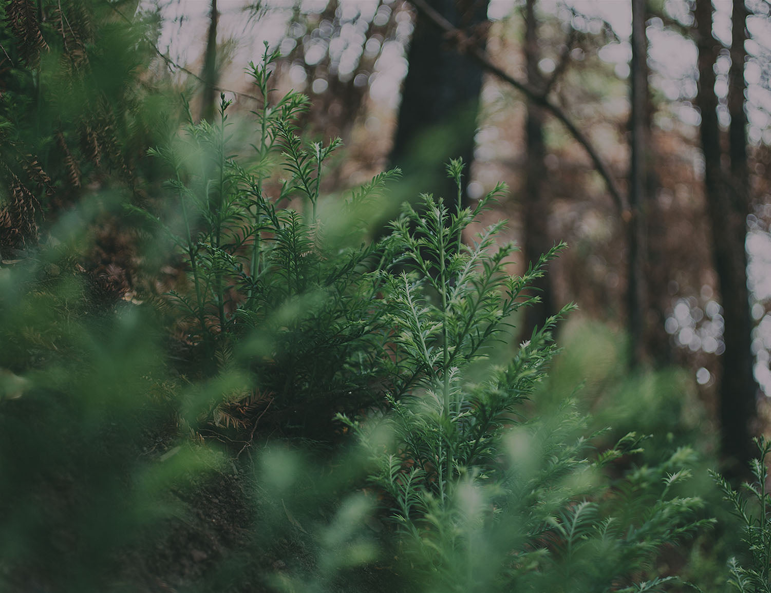 Packages, One Product One Tree, New colour themes