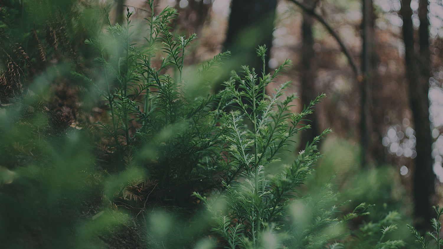 February Update - New Studio, Tree Update and Die Cutting