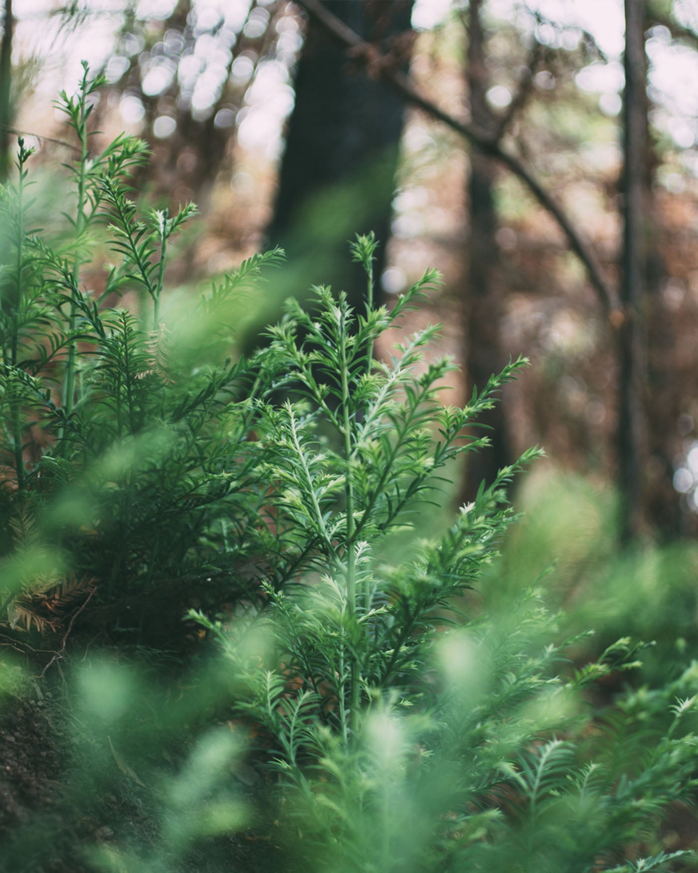 Photo of sapling in forest