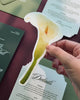 Watercolour Calla Lily Insert Card video